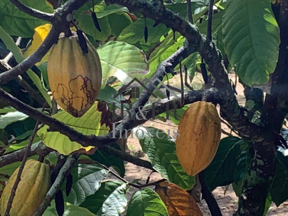 Imagem Chácara com 3 Quartos à Venda, 200 m² em Barra Do Pojuca - Camaçari
