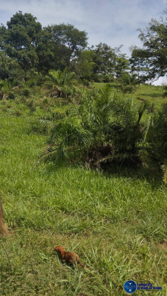 Imagem Fazenda à Venda, 59 m² em Zona Rural - Morro Agudo De Goiás Imagem Fazenda à Venda, 59 m² em Zona Rural - Morro Agudo De Goiás