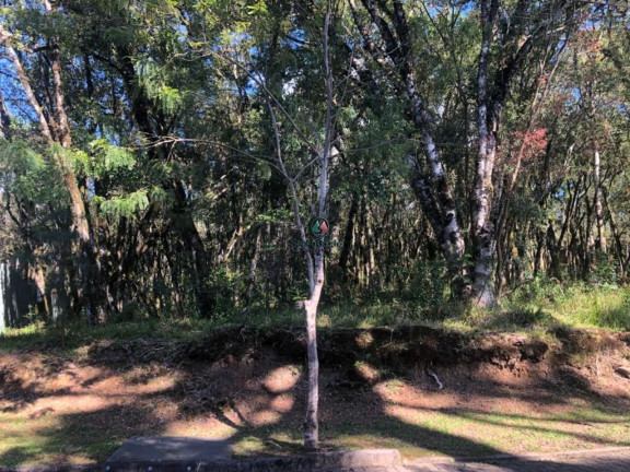 Imagem Terreno à Venda, 728 m² em Pinheiro Grosso - Canela Imagem Terreno à Venda, 728 m² em Pinheiro Grosso - Canela