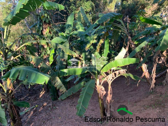 Imagem Chácara com 3 Quartos à Venda, 3.000 m² em Ibiúna Imagem Chácara com 3 Quartos à Venda, 3.000 m² em Ibiúna