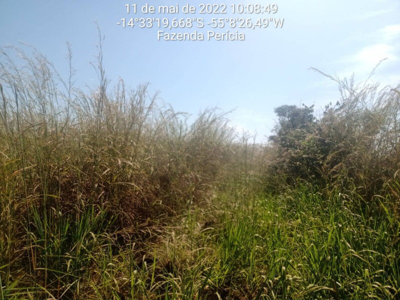 Imagem Fazenda à Venda, 3.600 m² em Nova Brasilândia Imagem Fazenda à Venda, 3.600 m² em Nova Brasilândia