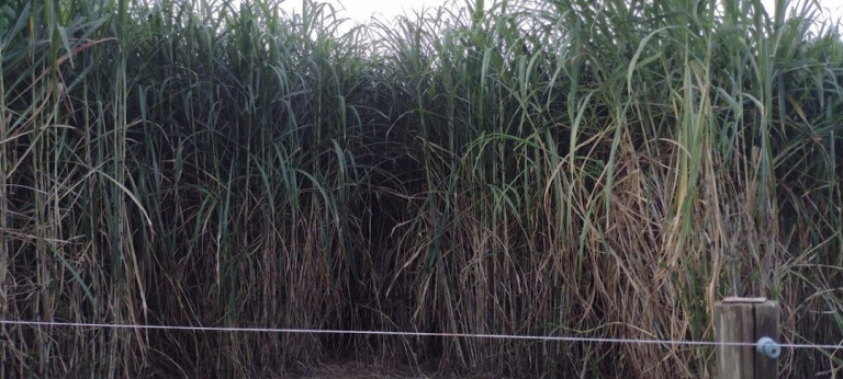 Imagem Chácara com 2 Quartos à Venda, 120 m² em Paiol Grande - Redenção Da Serra Imagem Chácara com 2 Quartos à Venda, 120 m² em Paiol Grande - Redenção Da Serra