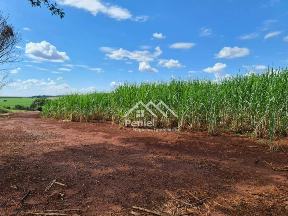 Imagem Fazenda à Venda, 500 m² em Luis Antonio - Luís Antônio Imagem Fazenda à Venda, 500 m² em Luis Antonio - Luís Antônio