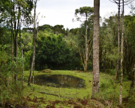 Imagem Imóvel à Venda, em Linha Imperial - Nova Petrópolis Imagem Imóvel à Venda, em Linha Imperial - Nova Petrópolis