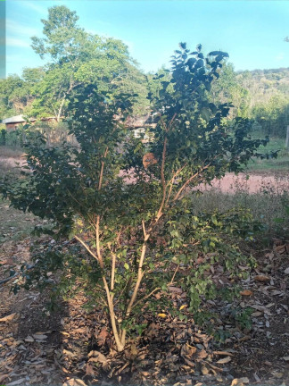 Imagem Chácara com 2 Quartos à Venda, 3 m² em Barão De Melgaço Imagem Chácara com 2 Quartos à Venda, 3 m² em Barão De Melgaço