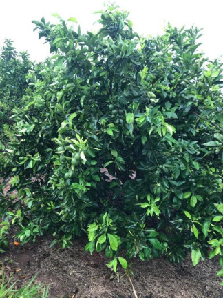 Imagem Chácara à Venda, 14 m² em Rural - águas De Santa Bárbara
