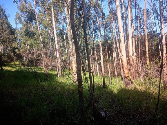 Imagem Chácara à Venda, 29.000 m² em Pimenta - Viamão