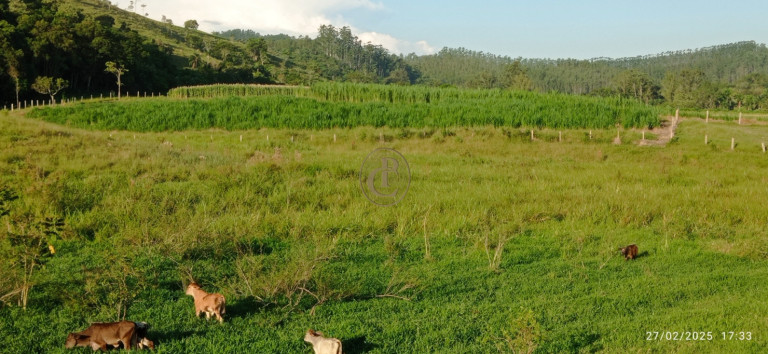 Imagem Fazenda à Venda, 1.010.000 m² em Jardim São Dimas - São José Dos Campos