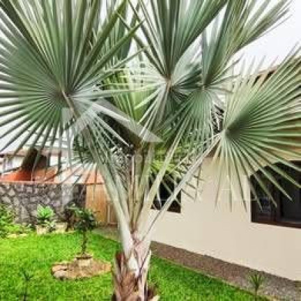 Imagem Casa com 3 Quartos à Venda, 153 m² em Aventureiro - Joinville