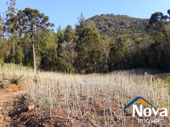 Imagem Imóvel à Venda, 60.000 m² em Linha Riachuelo - Nova Petrópolis Imagem Imóvel à Venda, 60.000 m² em Linha Riachuelo - Nova Petrópolis