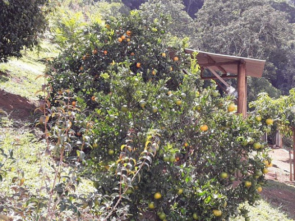 Imagem Fazenda à Venda, 1.000 m² em Silveiras