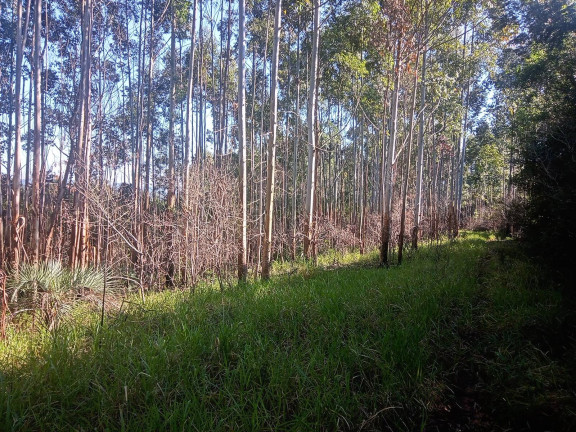 Imagem Chácara à Venda, 29.000 m² em Pimenta - Viamão
