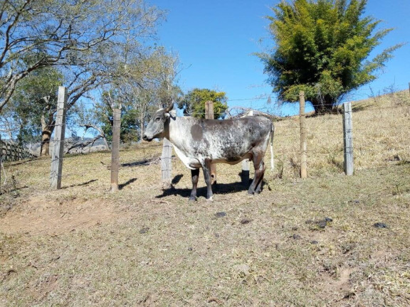 Imagem Chácara com 3 Quartos à Venda, 532 m² em Zona Rural - Cambuí Imagem Chácara com 3 Quartos à Venda, 532 m² em Zona Rural - Cambuí