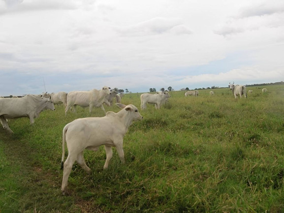 Imagem Fazenda à Venda, 2.541 m² em Centro - Pontes E Lacerda Imagem Fazenda à Venda, 2.541 m² em Centro - Pontes E Lacerda