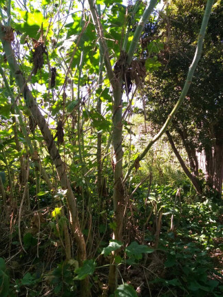 Imagem Terreno à Venda, 240 m² em Taboão - São Bernardo Do Campo