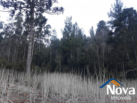 Imagem Imóvel à Venda, 60.000 m² em Linha Riachuelo - Nova Petrópolis Imagem Imóvel à Venda, 60.000 m² em Linha Riachuelo - Nova Petrópolis