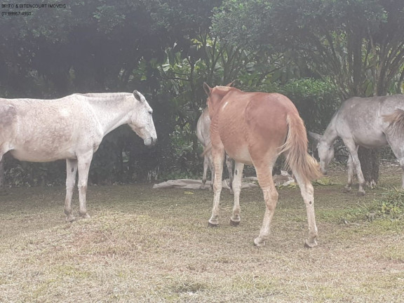 Imagem Imóvel com 3 Quartos à Venda, 600 m² em área Rural - São José Da Vitória