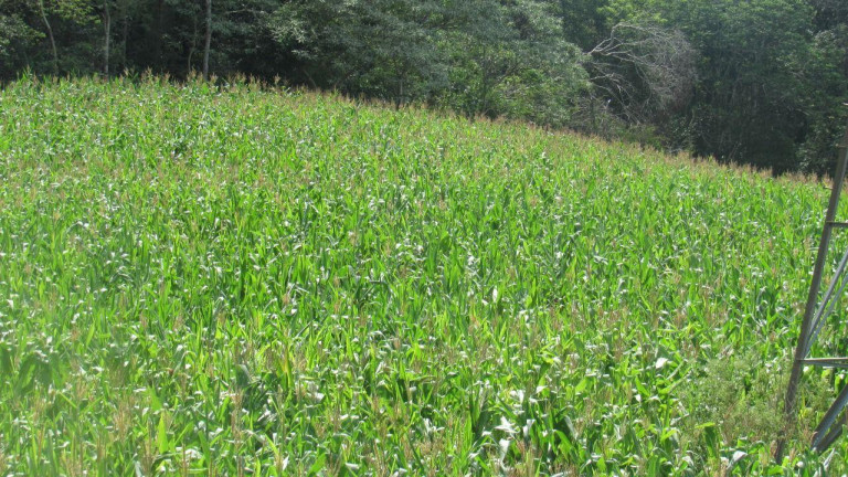 Imagem Terreno à Venda, 120.000 m² em Rural - Concórdia Imagem Terreno à Venda, 120.000 m² em Rural - Concórdia