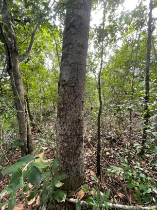 Imagem Imóvel à Venda, em São Félix Do Tocantins/to - São Félix Do Tocantins Imagem Imóvel à Venda, em São Félix Do Tocantins/to - São Félix Do Tocantins