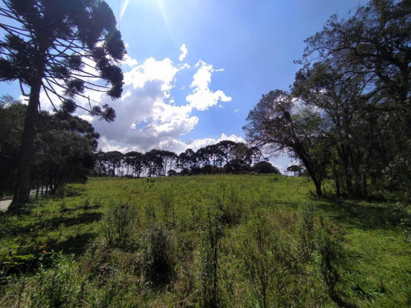 Imagem Terreno à Venda, 5.000 m² em Contenda - São José Dos Pinhais