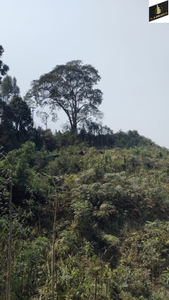 Imóvel à Venda, 40.000 m² em Zona Rural - Rio Branco Do Sul