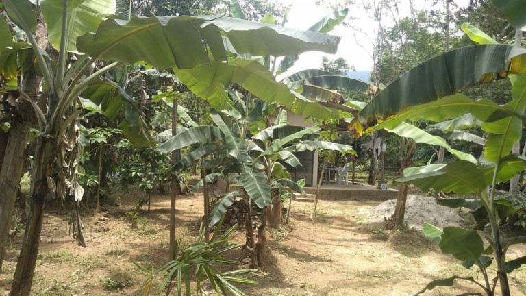 Imagem Chácara com 1 Quarto à Venda, 1.000 m² em Praia Da Maranduba - Ubatuba