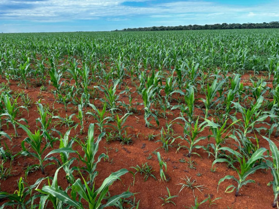 Imagem Fazenda à Venda, 9.700 m² em Rural - Pontes E Lacerda