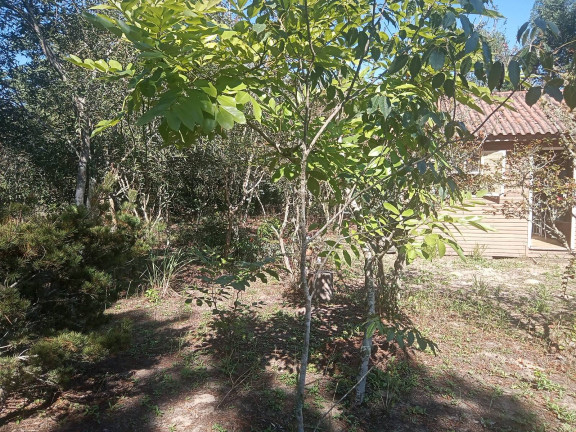 Imagem Chácara com 3 Quartos à Venda, 2.056 m² em águas Claras - Viamão