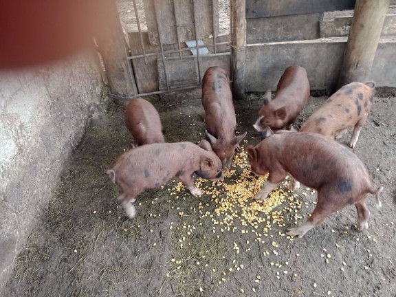 Imagem Chácara com 2 Quartos à Venda, 250 m² em Espírito Santo - Paraibuna