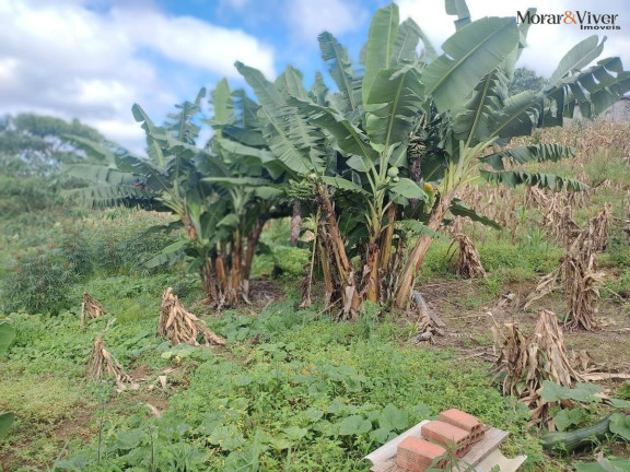 Chácara à Venda, 3.000 m² em Campestre Da Faxina - São José Dos Pinhais
