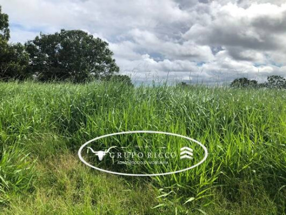 Imagem Fazenda à Venda, em Zona Rural - Guiratinga Imagem Fazenda à Venda, em Zona Rural - Guiratinga