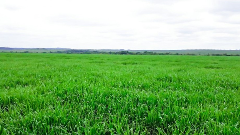 Imagem Imóvel à Venda,  em Pedro Afonso/to - Pedro Afonso
