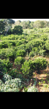 Imagem Chácara à Venda, 29.000 m² em área Rural De Luziânia - Luziânia Imagem Chácara à Venda, 29.000 m² em área Rural De Luziânia - Luziânia
