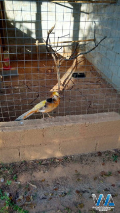 Imagem Chácara com 3 Quartos à Venda, 350 m² em Agua Comprida - Bragança Paulista