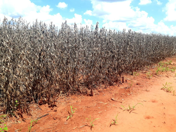 Imagem Imóvel à Venda, 85 m² em área Rural De Guarani D'oeste - Guarani D'oeste Imagem Imóvel à Venda, 85 m² em área Rural De Guarani D'oeste - Guarani D'oeste