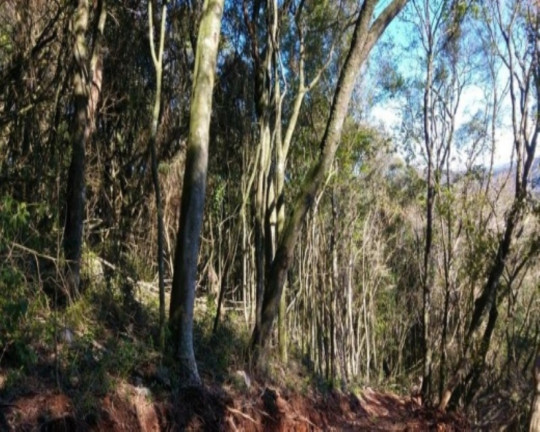 Imagem Terreno à Venda, 6.210 m² em Linha Imperial - Nova Petrópolis Imagem Terreno à Venda, 6.210 m² em Linha Imperial - Nova Petrópolis