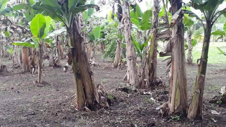 Imagem Chácara com 3 Quartos à Venda, 100 m² em Anta Gorda - Itariri Imagem Chácara com 3 Quartos à Venda, 100 m² em Anta Gorda - Itariri
