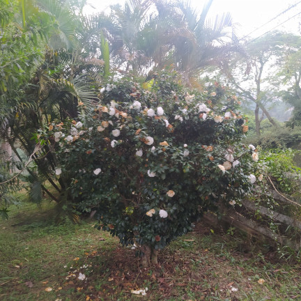 Imagem Fazenda à Venda, 2.000 m² em Chácara Bom Tempo - Franco Da Rocha