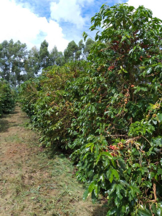 Imagem Fazenda à Venda, 60 m² em Piumhi Imagem Fazenda à Venda, 60 m² em Piumhi