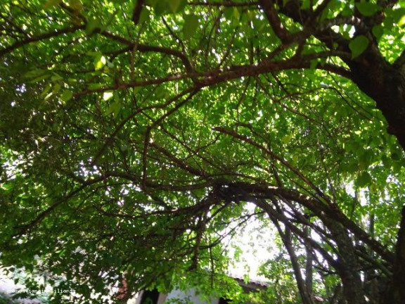 Imagem Chácara à Venda, em Centro - Ibiúna Imagem Chácara à Venda, em Centro - Ibiúna