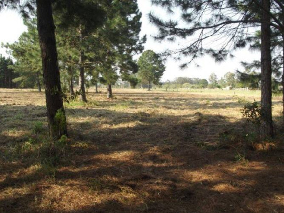 Imagem Terreno à Venda, 80.000 m² em águas Claras - Viamão