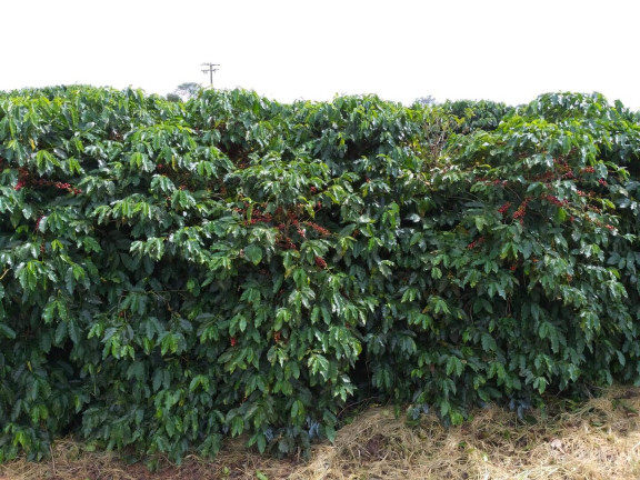 Imagem Fazenda à Venda, 60 m² em Piumhi Imagem Fazenda à Venda, 60 m² em Piumhi