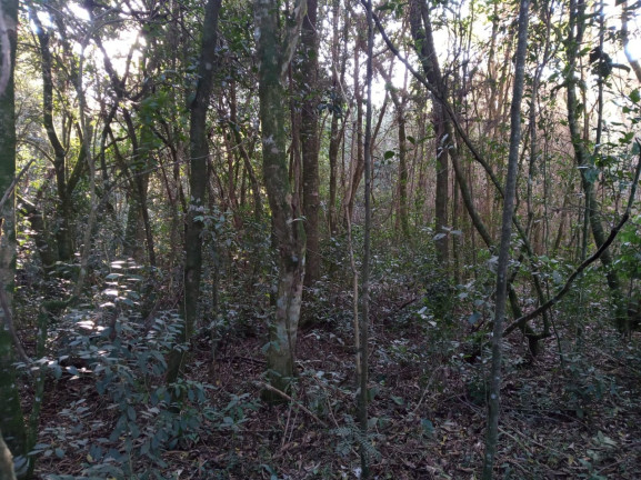 Imagem Chácara à Venda, 9.000 m² em São Luiz Do Purunã - Balsa Nova