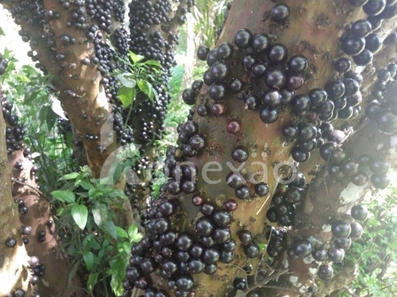 Imagem Fazenda à Venda, 100 m² em Monte Belo - Taubaté Imagem Fazenda à Venda, 100 m² em Monte Belo - Taubaté