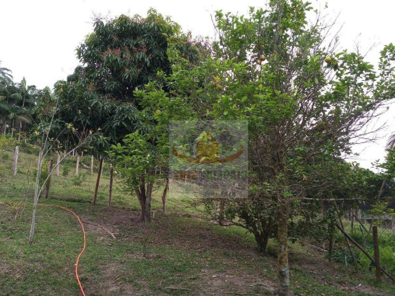 Imagem Fazenda à Venda, 72.000 m² em Padre André - Jacupiranga Imagem Fazenda à Venda, 72.000 m² em Padre André - Jacupiranga