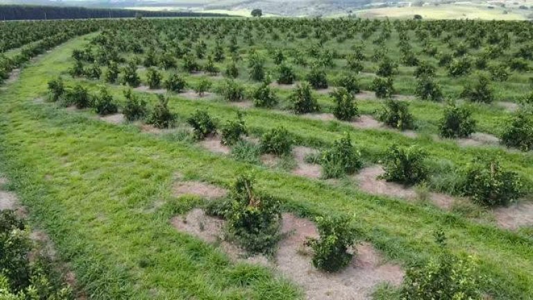 Imagem Fazenda à Venda, 121 m² em Rio Pardo - águas De Santa Bárbara Imagem Fazenda à Venda, 121 m² em Rio Pardo - águas De Santa Bárbara