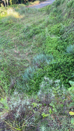 Imagem Terreno à Venda, 945 m² em Czerniewicz - Jaraguá Do Sul