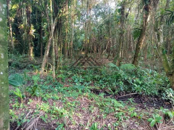 Imagem Chácara à Venda, 1.250 m² em Jardim Aguapeú - Itanhaém Imagem Chácara à Venda, 1.250 m² em Jardim Aguapeú - Itanhaém