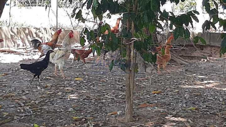 Imagem Terreno à Venda, 1.500 m² em Parque Santa Julieta - Santa Cruz Da Conceição Imagem Terreno à Venda, 1.500 m² em Parque Santa Julieta - Santa Cruz Da Conceição