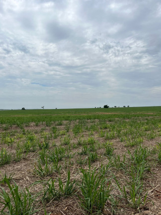 Imagem Imóvel à Venda, 185 m² em área Rural De Presidente Prudente - Presidente Prudente Imagem Imóvel à Venda, 185 m² em área Rural De Presidente Prudente - Presidente Prudente